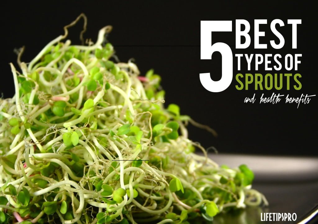 5 Best types of sprouts and their AMAZING health benefits sprouting